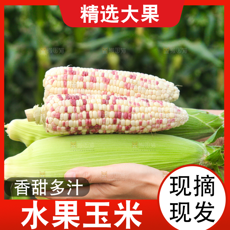 手上抱着甜糯玉米