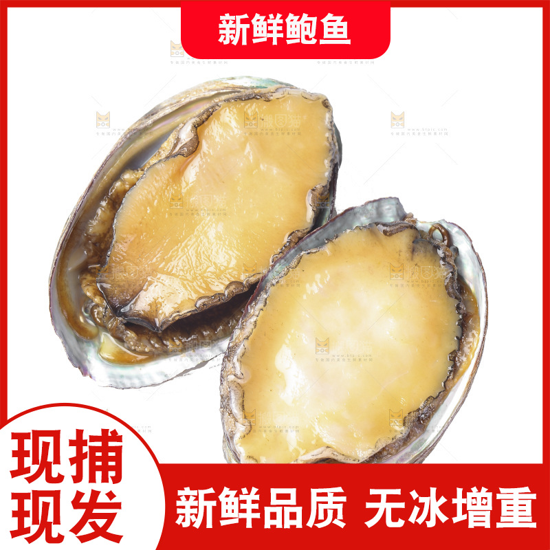 白底上放着鲍鱼