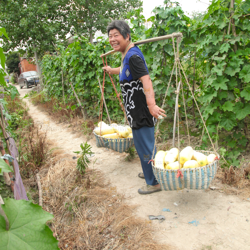 农民挑着两篮黄瓜
