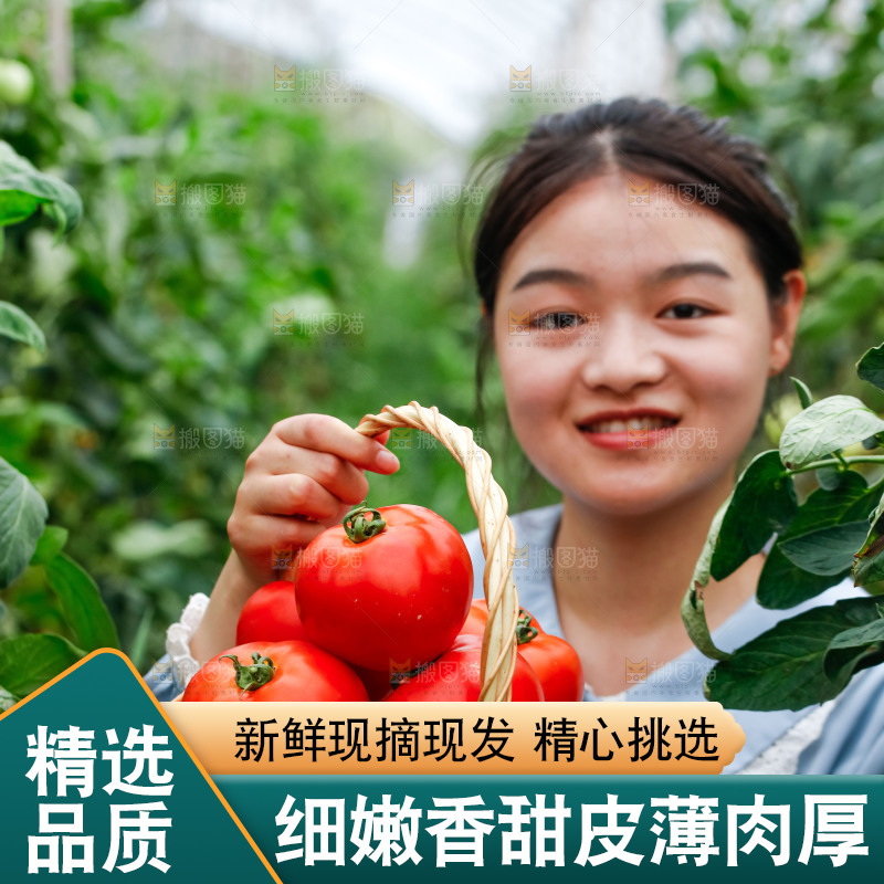 女孩手上拿着沙瓤西红柿