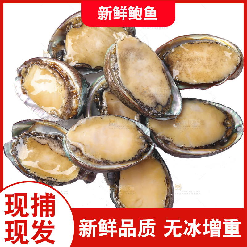 白底上放着一堆鲍鱼
