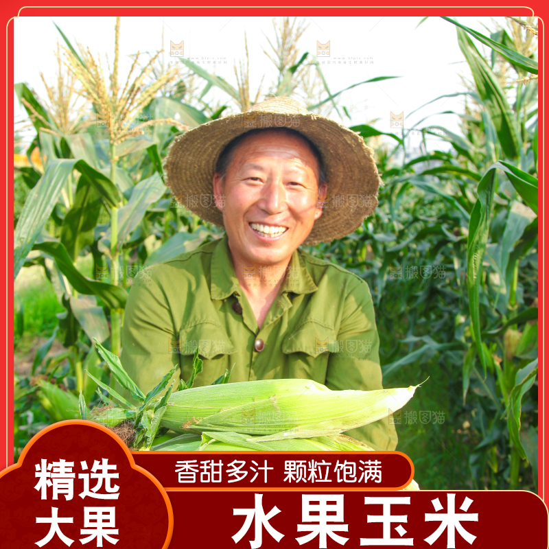 农民手上抱着糯玉米