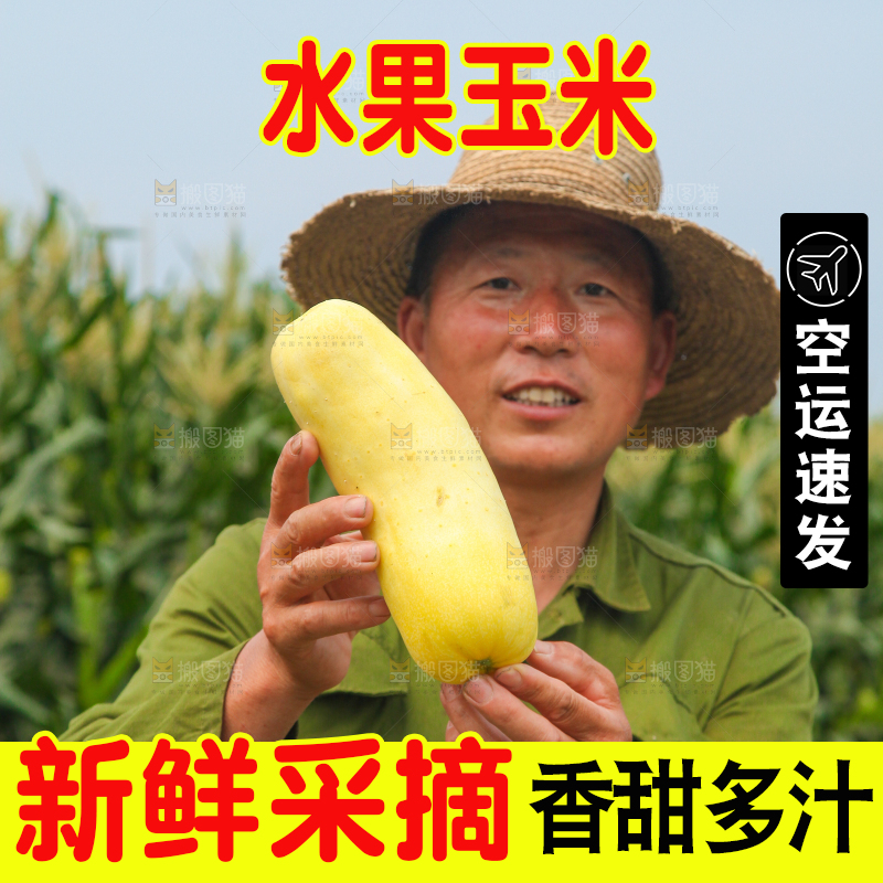 农民手上抱着甜糯玉米
