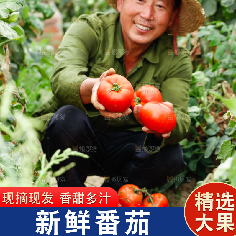 农民手上拿着沙瓤西红柿