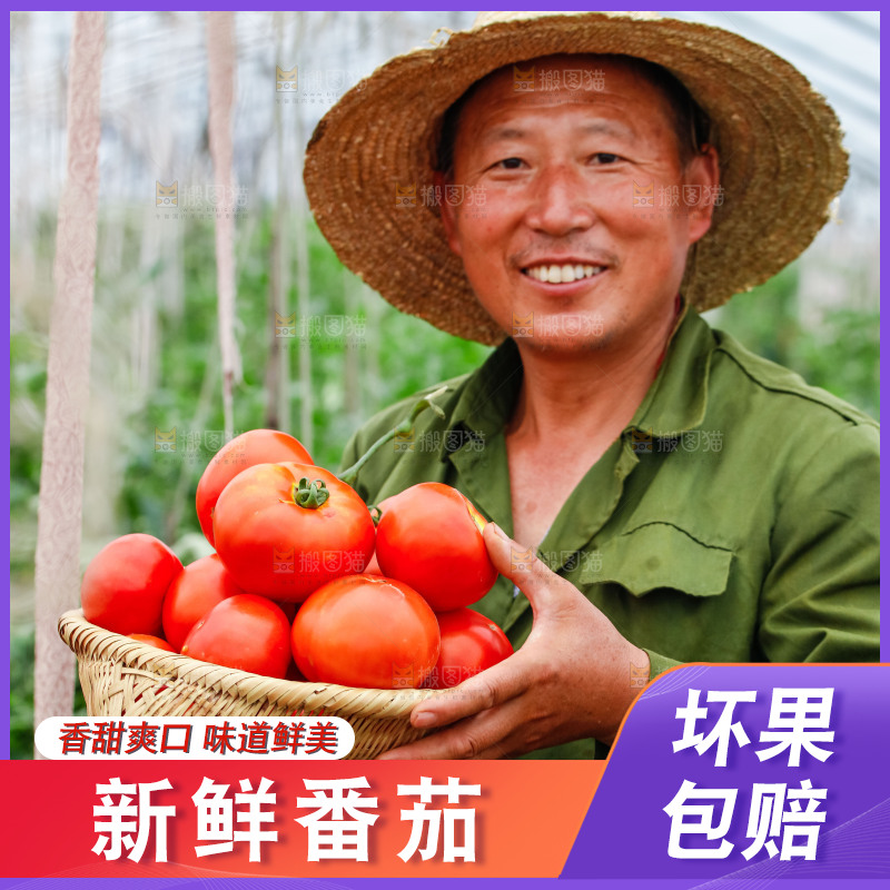 农民抱着一篮沙瓤西红柿