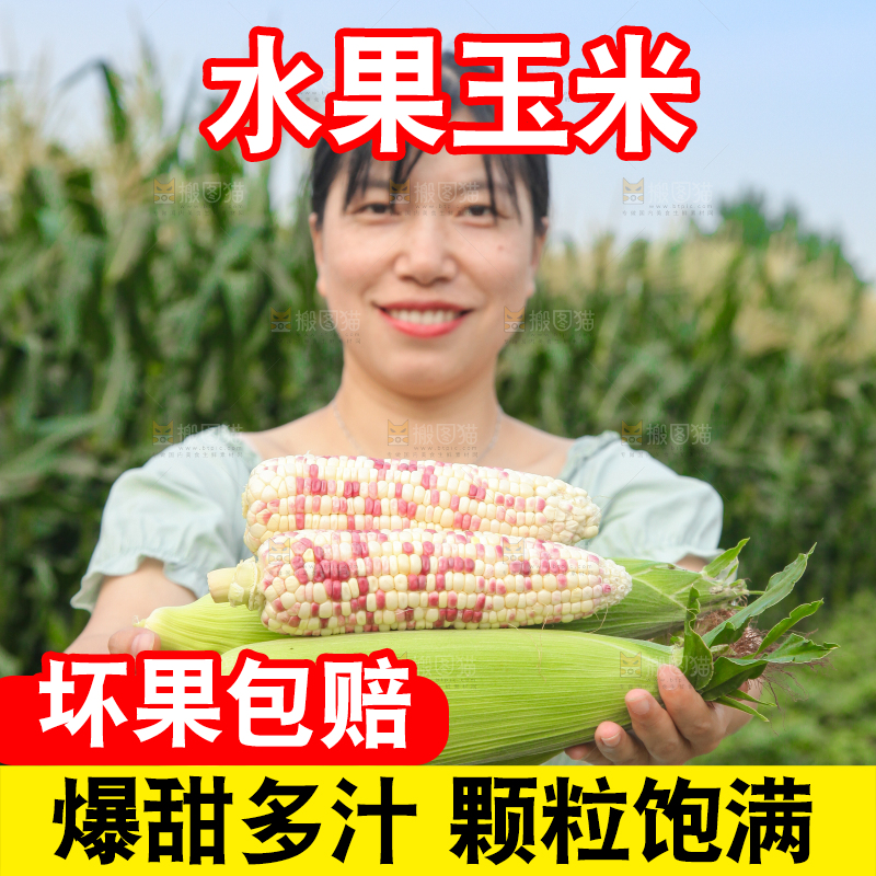 农民手上抱着甜糯玉米