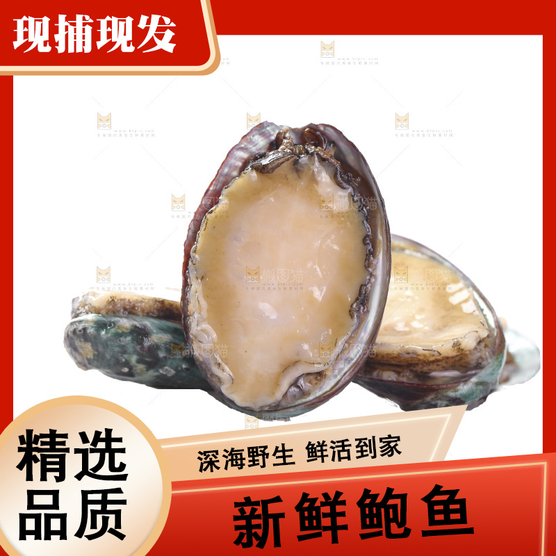 白底上放着一堆鲍鱼