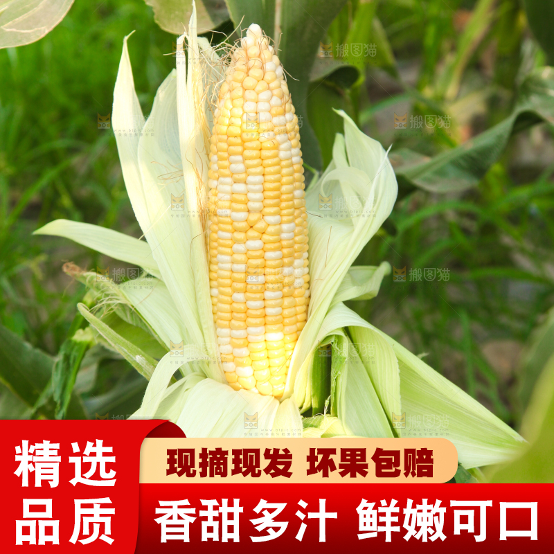 手上拿着糯玉米