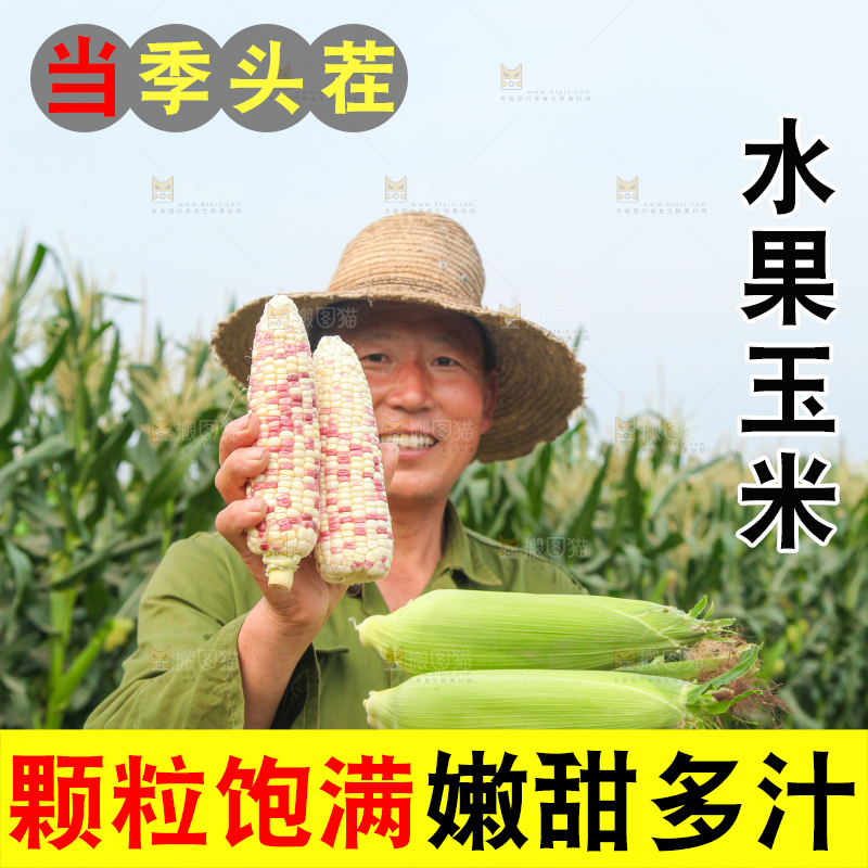 农民手上抱着甜糯玉米