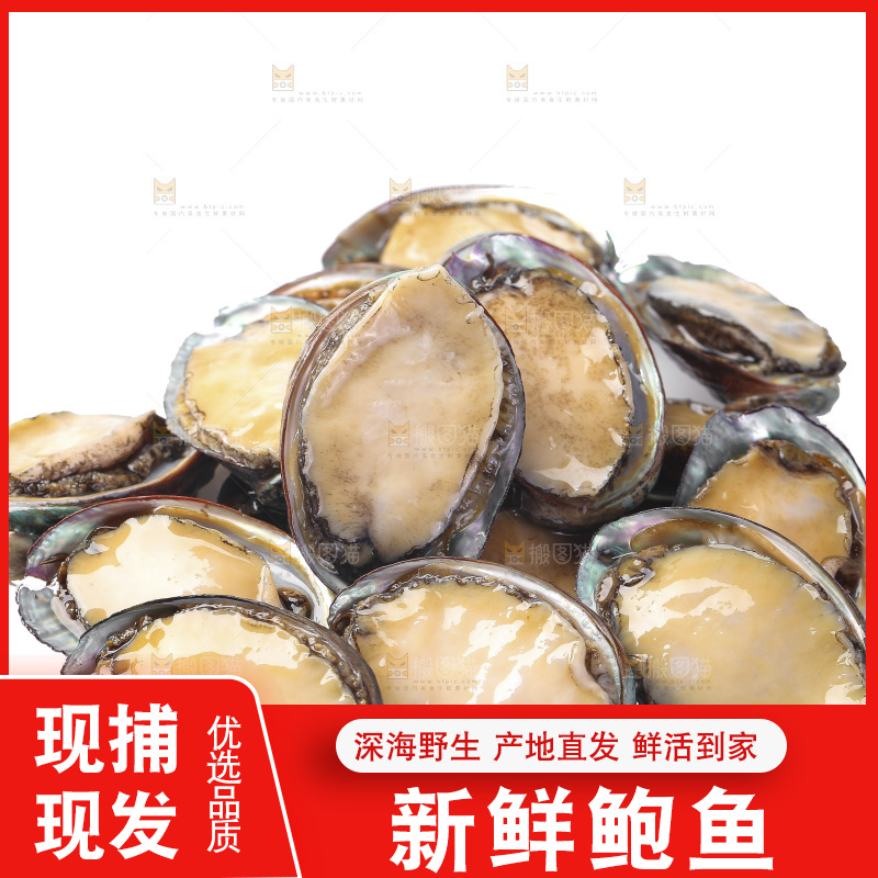 白底上放着一堆鲍鱼