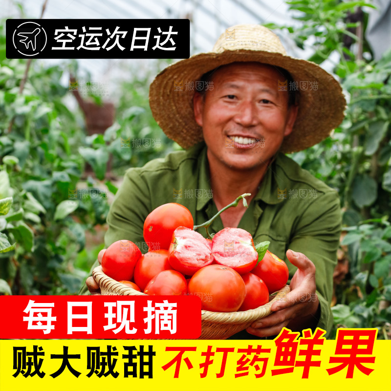 农民抱着一篮沙瓤西红柿