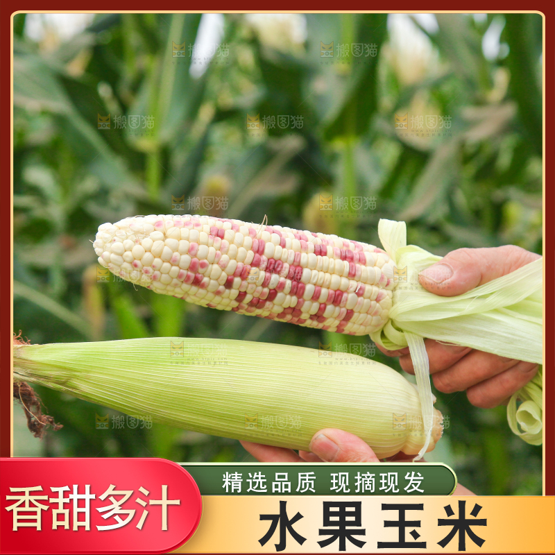 手上拿着彩甜糯玉米