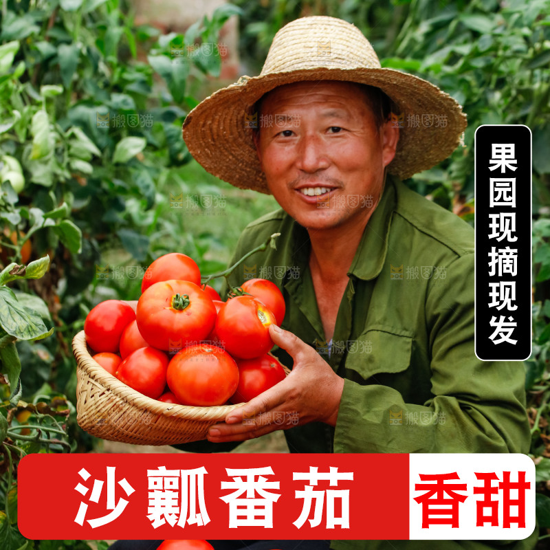 农民抱着一篮沙瓤西红柿