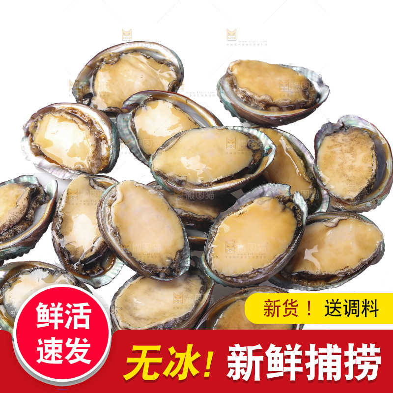 白底上放着一堆鲍鱼