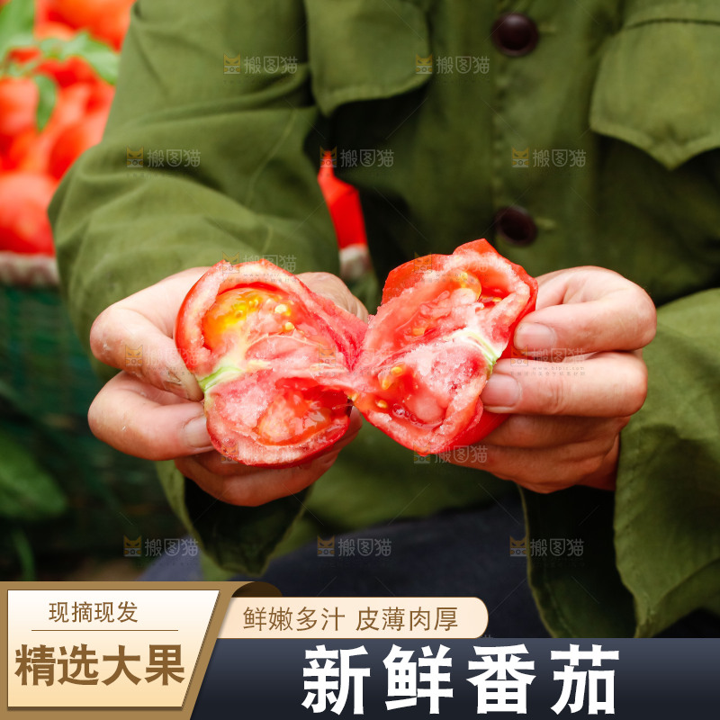 手拿着普罗旺斯西红柿