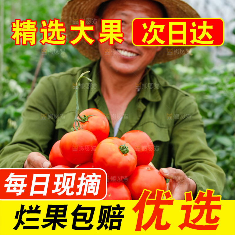 农民抱着一篮沙瓤西红柿