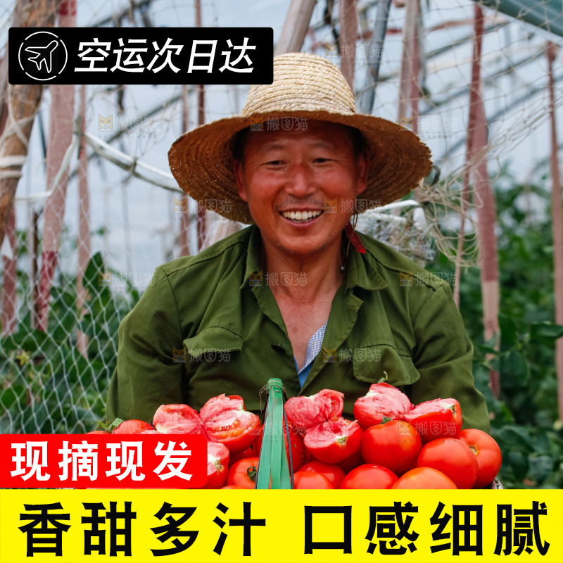 农民抱着一篮沙瓤西红柿