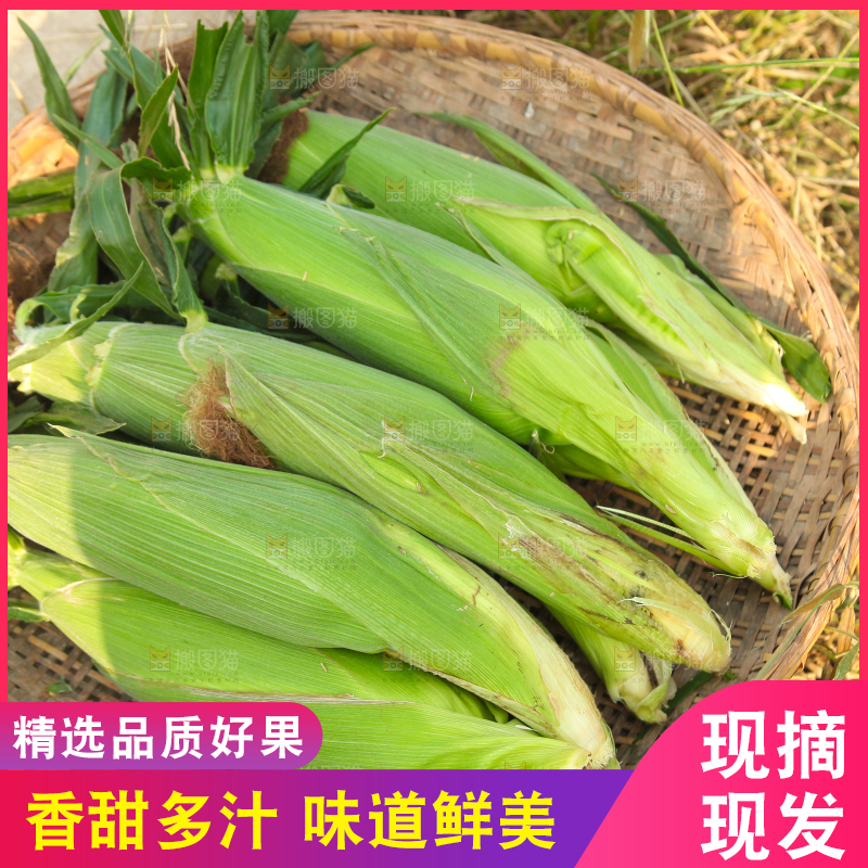 土地上放着一筐玉米