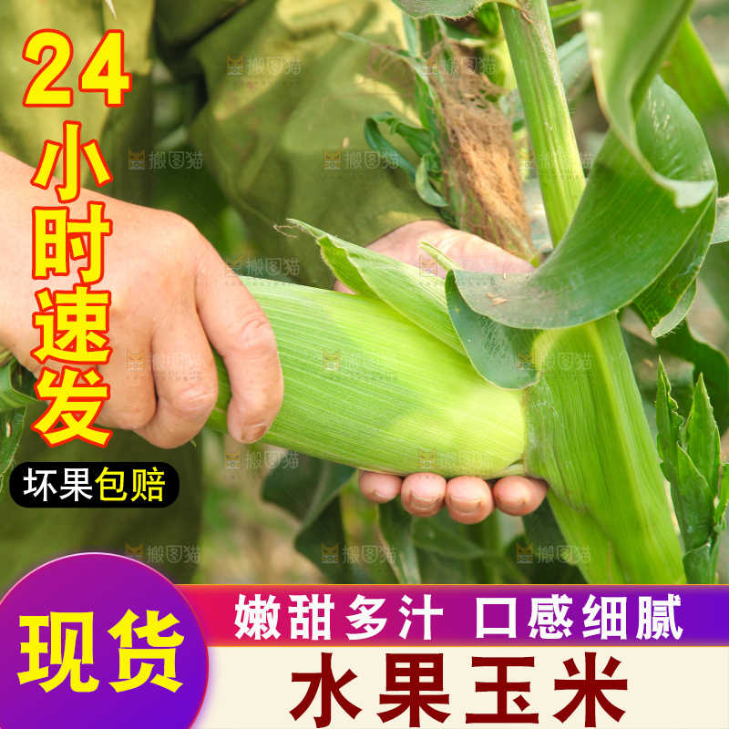 农民正在掰玉米