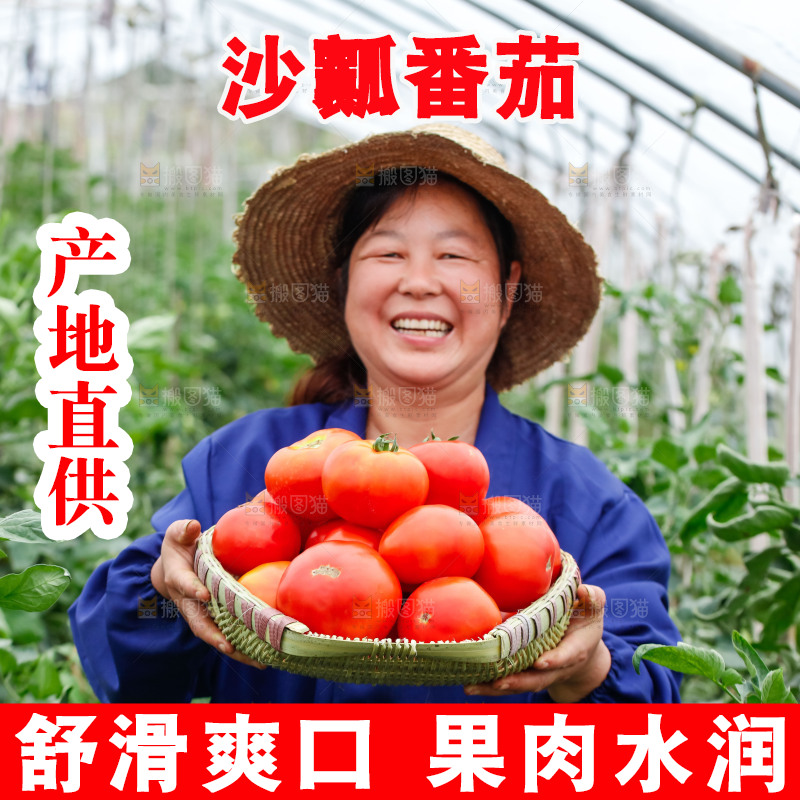 农民手上抱着一筐沙瓤西红柿