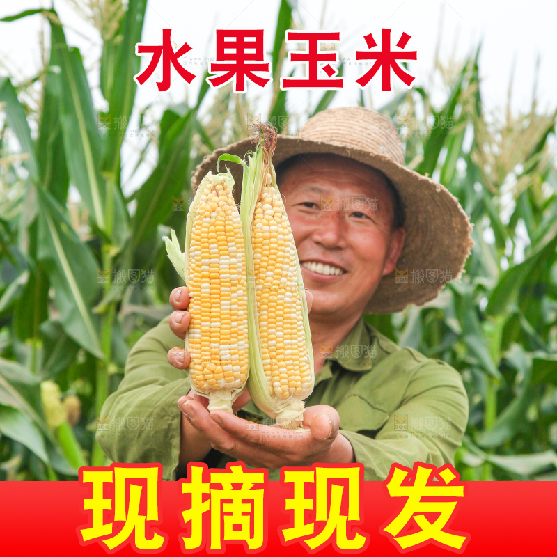 手上拿着水果玉米