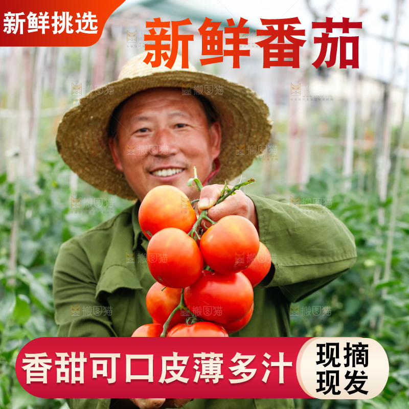 农民手上拿着沙瓤西红柿