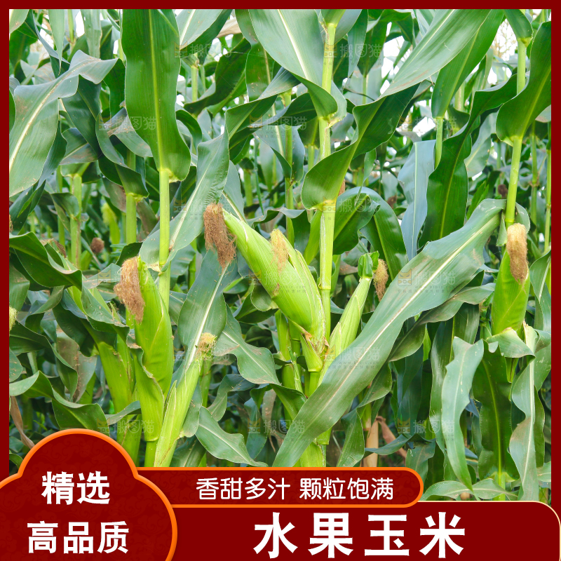 一片玉米地
