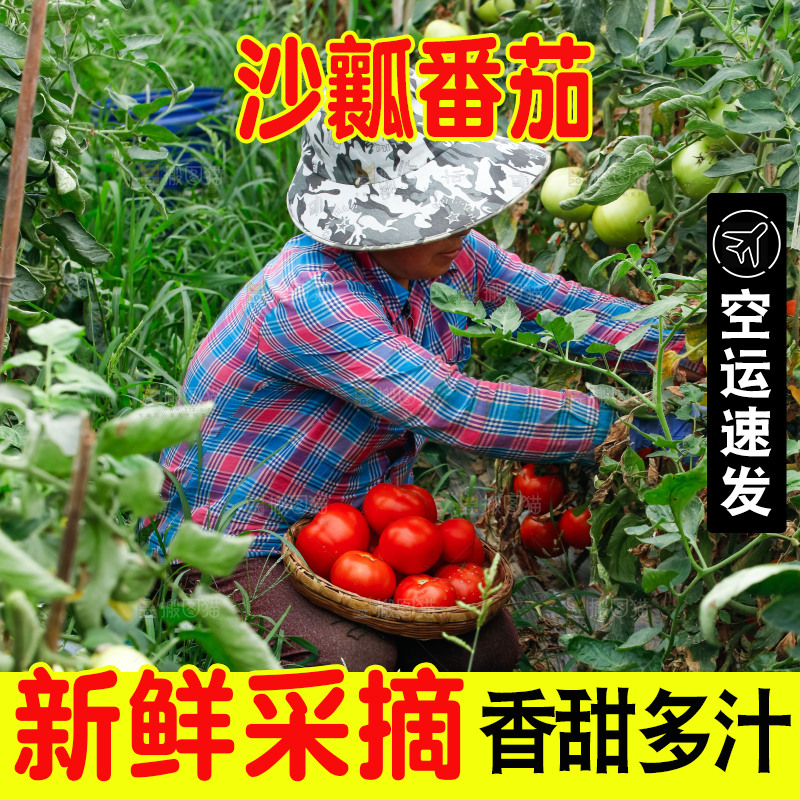 农民正在摘西红柿