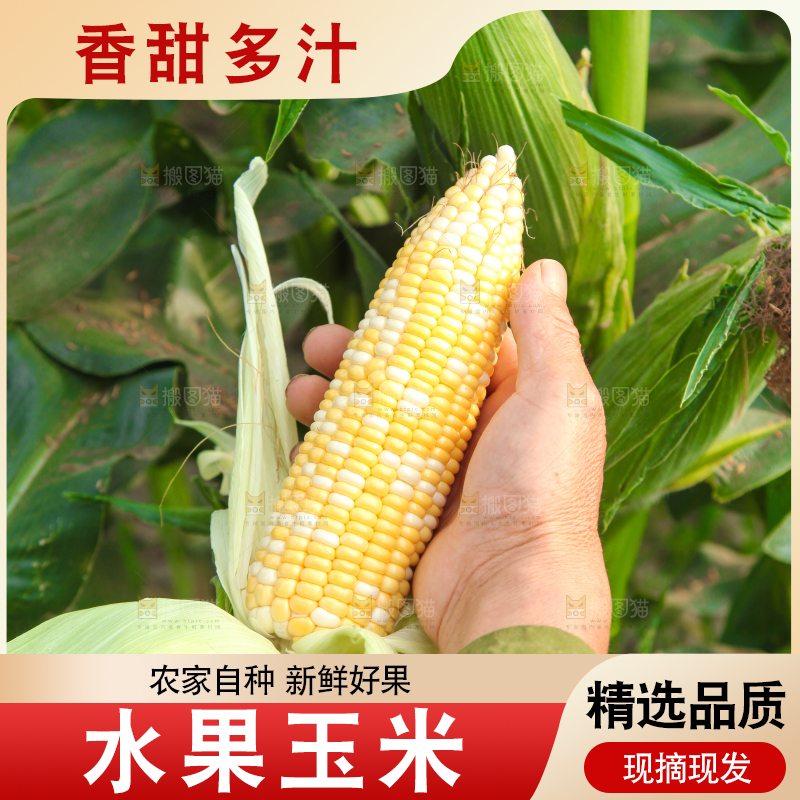 手上拿着水果玉米