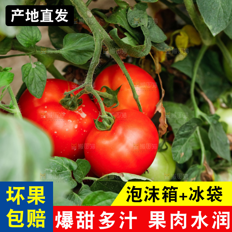 树上结着西红柿