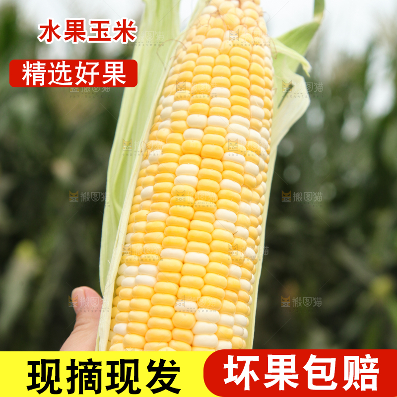 手上拿着水果玉米