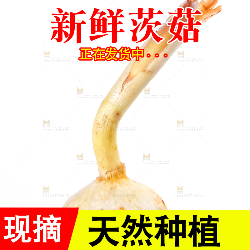 手上拿着新鲜白茨菇