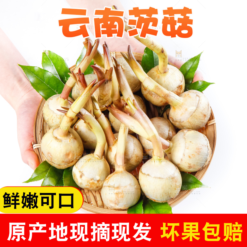 手端着一盘白茨菇
