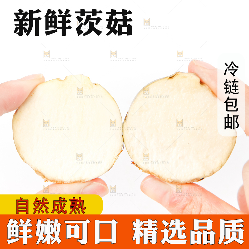 手上拿着新鲜白茨菇
