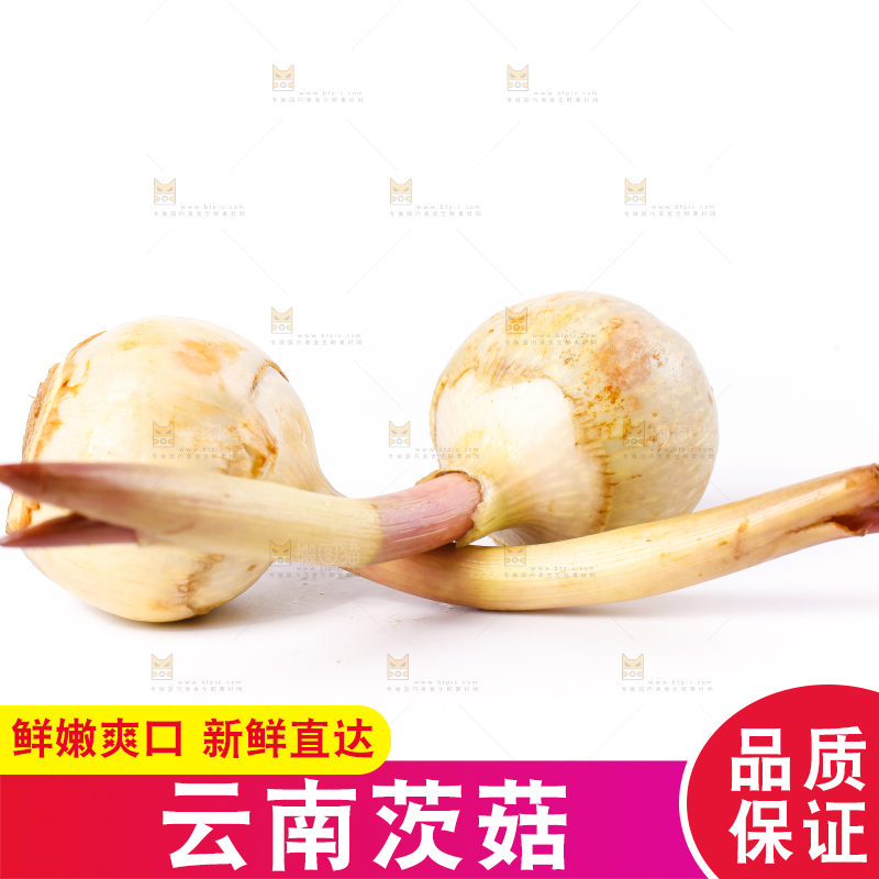 白底上的新鲜茨菇