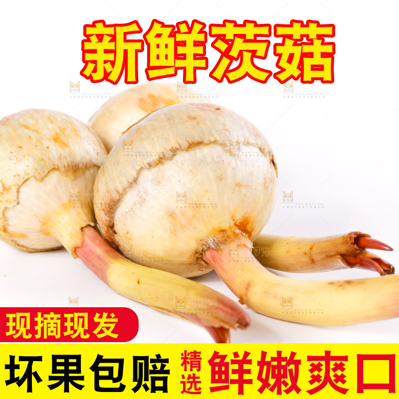 白底上的新鲜茨菇