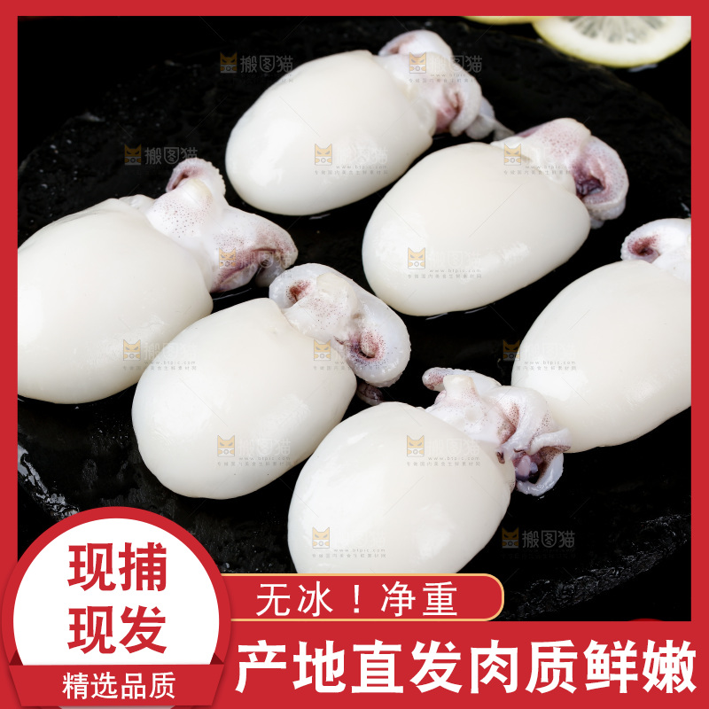 黑底上摆放着小乌贼