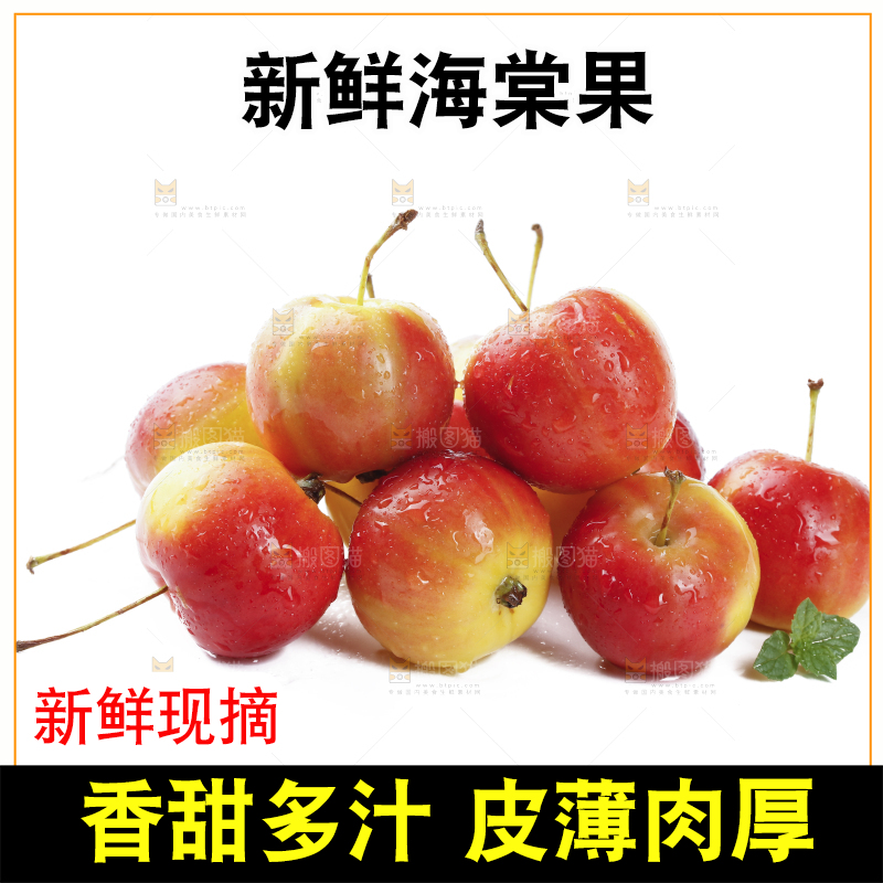 白底上的东北海棠果