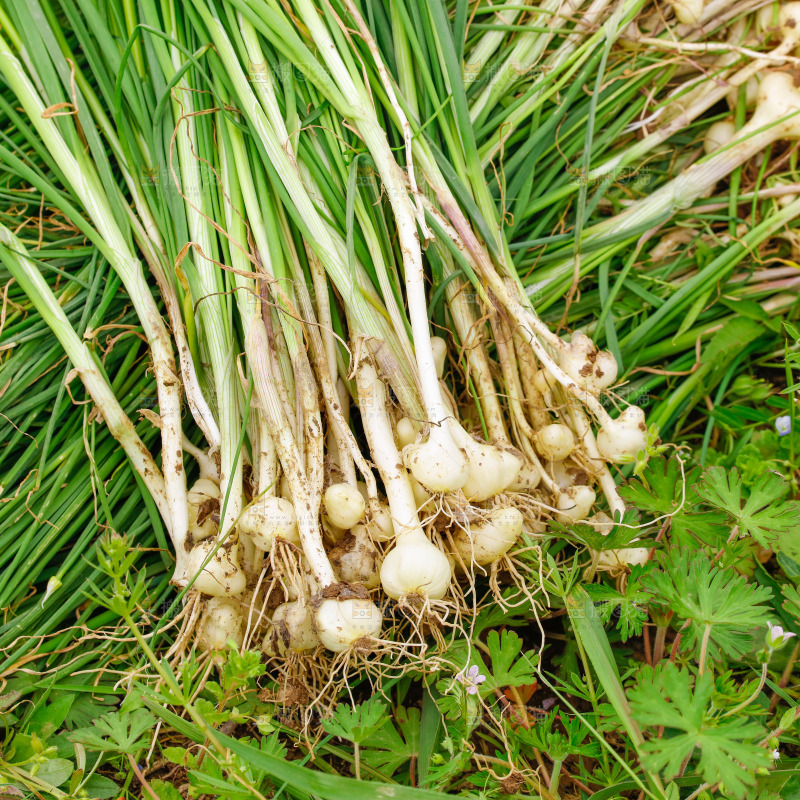地上放着新鲜野葱