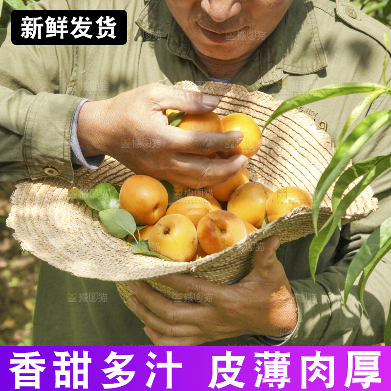 果农手里拿着黄杏