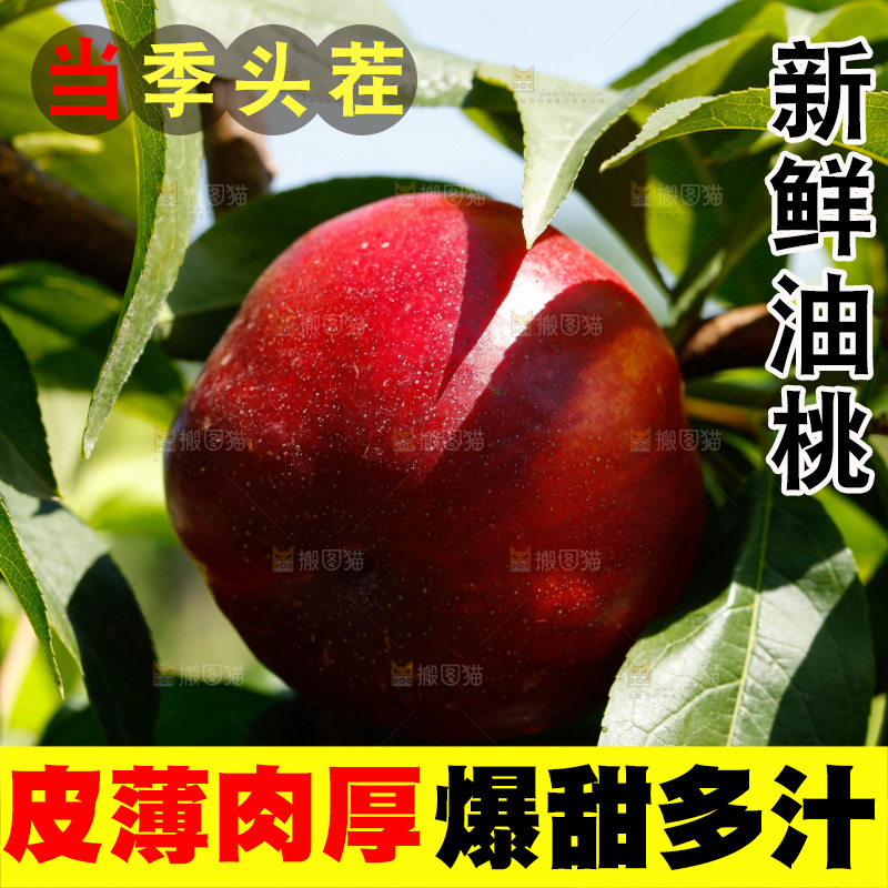 桃树上的黄心油桃