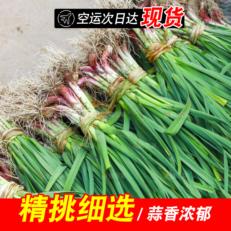 堆放着现挖蒜苗
