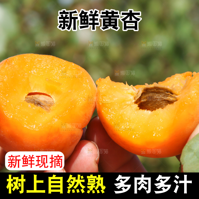 手拿着掰开的黄杏