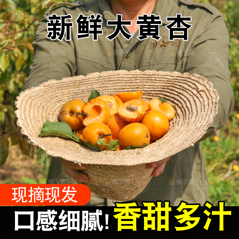 帽子里装着的黄杏