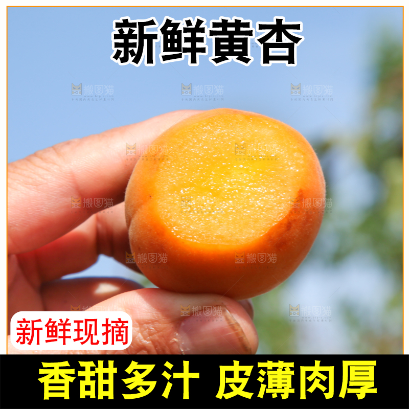 手里拿着切开的黄杏
