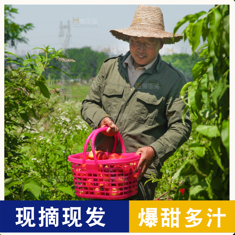 农民正在采摘油桃