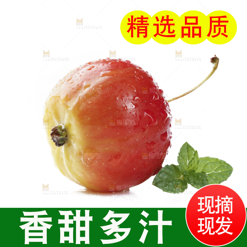 白底上的东北海棠果