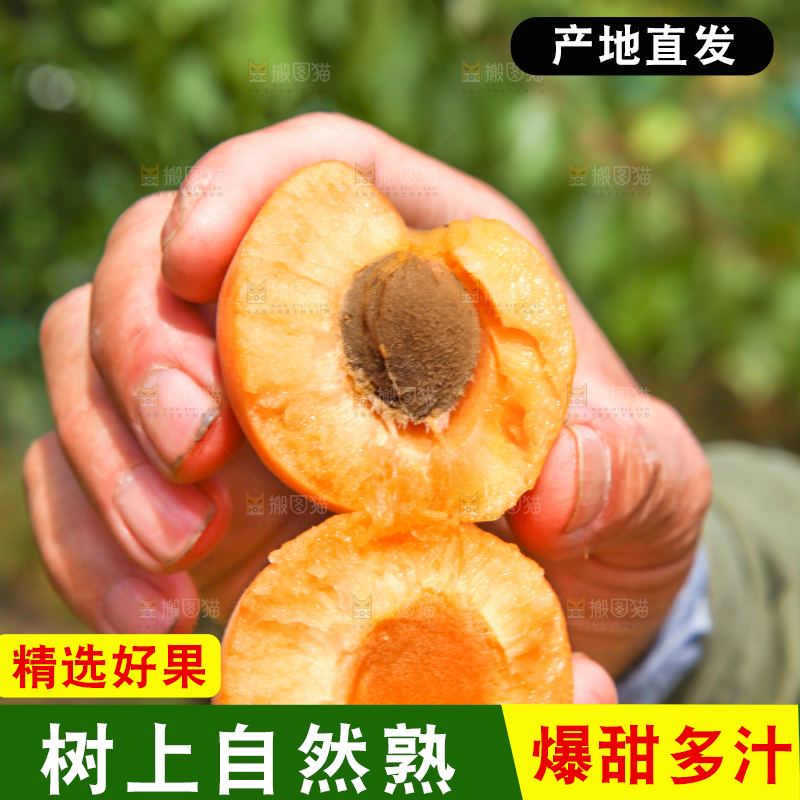 手拿着掰开的黄杏