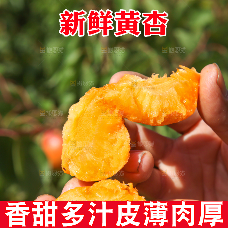 手拿着掰开的黄杏
