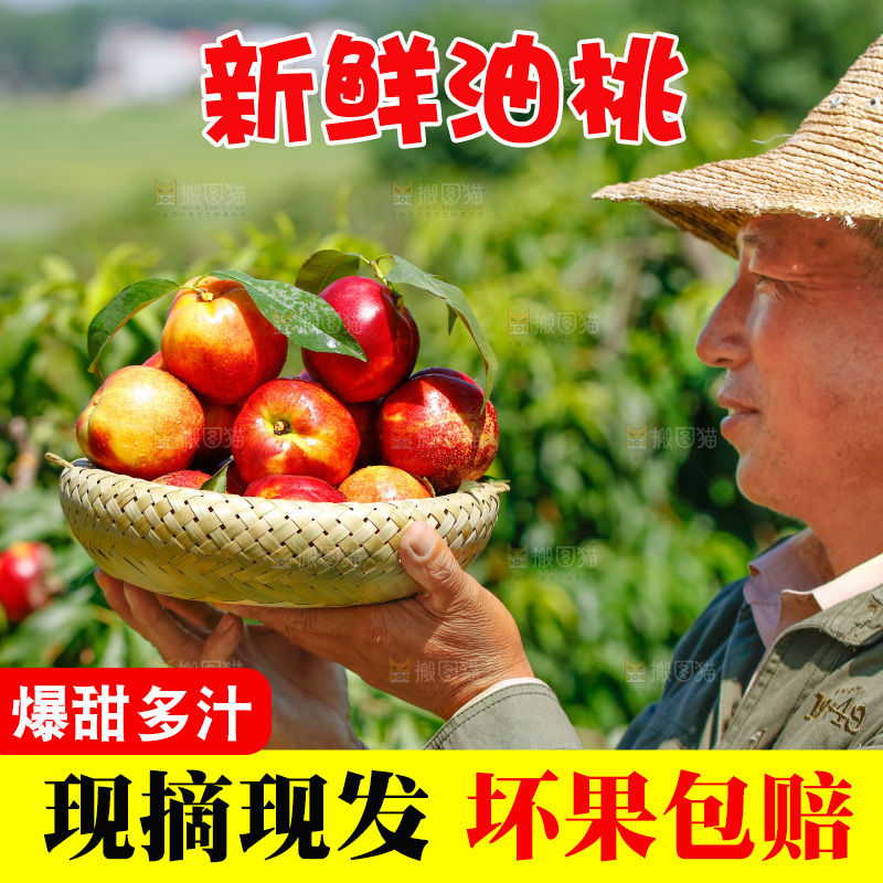 桃树上的黄心油桃